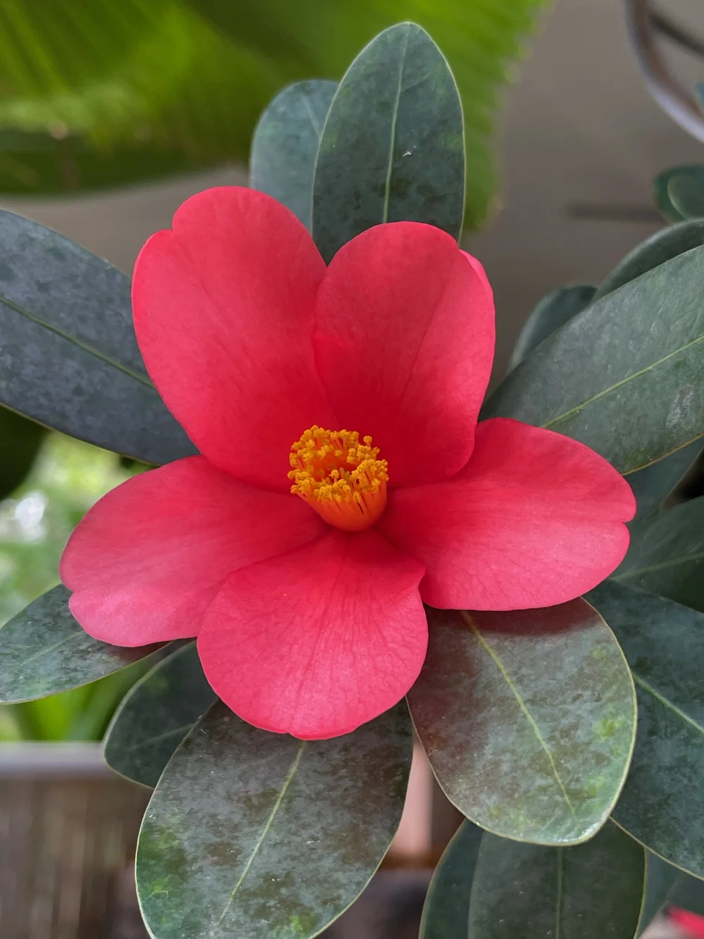 Camellia+azalea+(C.+changii)+(